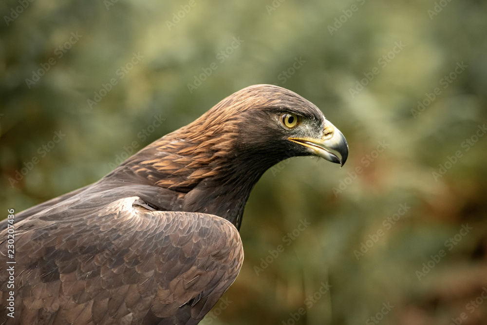 This Golden Eagle in part of a breeding & conservation program in the UK This Golden Eagle in part of a breeding & conservation program in the UK