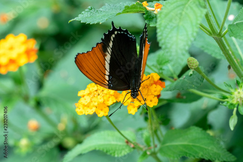 Papillon femelle Danaid Eggfly.  Hypolimnas misippus sur une fleur photo