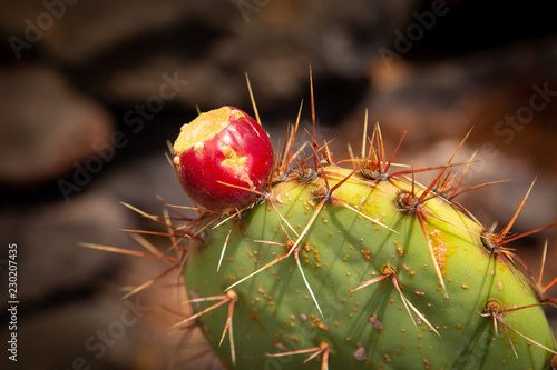 close-up of cactus with long thorns and red fruit on top. photo