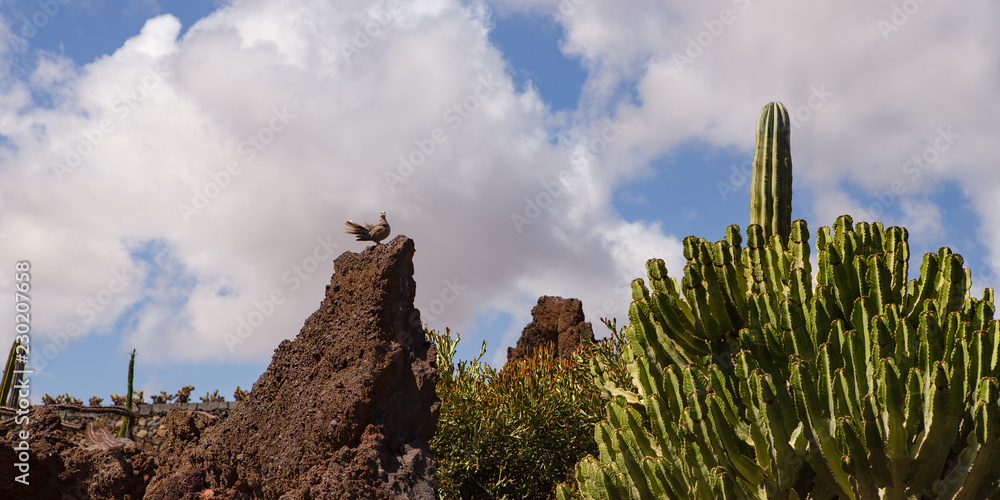 pigeon is sitting on a brown rock with a big cactus