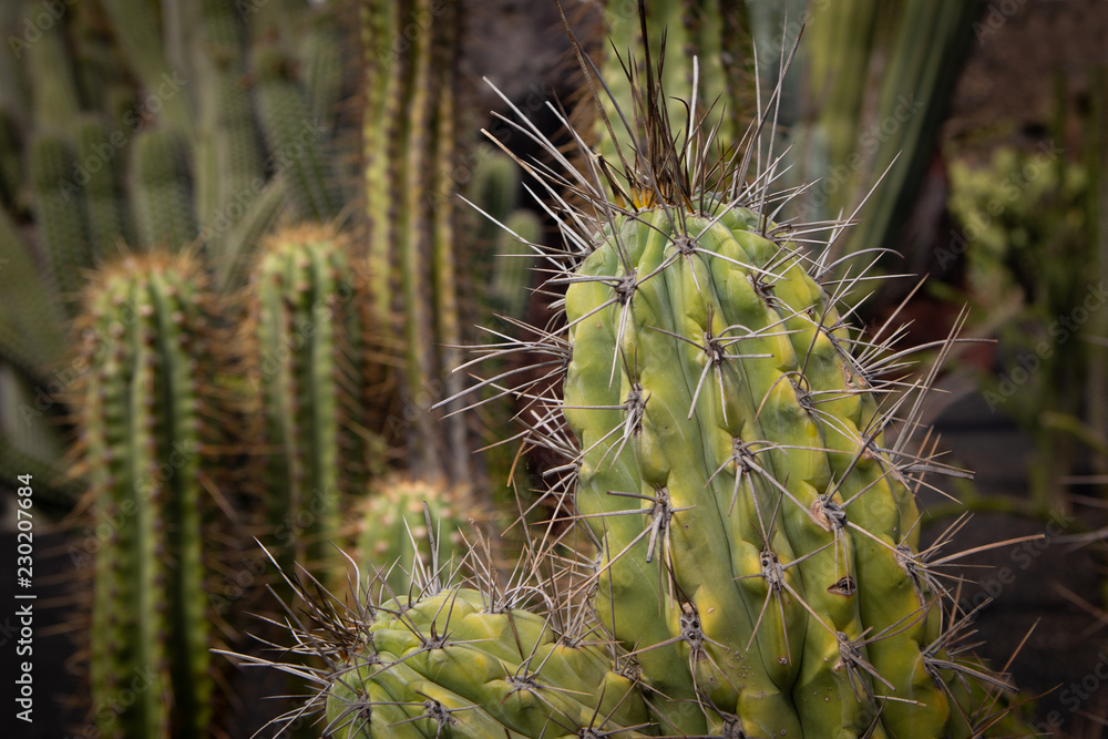 close-up of a cactus with very large prickles close-up of a cactus with very large prickles