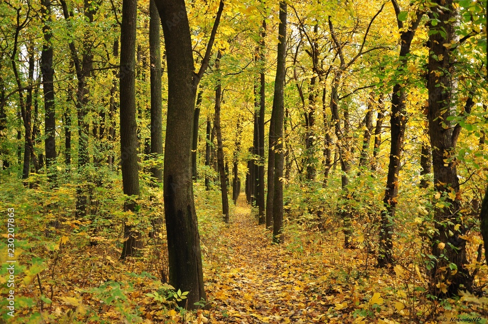 Obraz premium autumn in the forest