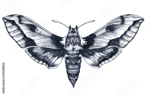 Hand drawn butterfly tattoo. Dotwork tattoo. Hummingbird hawk moth. Macroglossum stellatarum. Lepidoptera.