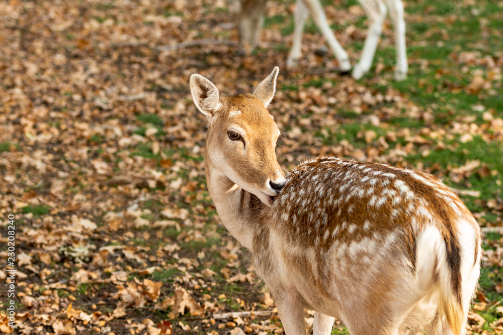 Zeist, Utrecht/The Netherlands - October 21 2018: Deer giving herself a proper wash Zeist, Utrecht/The Netherlands - October 21 2018: Deer giving herself a proper wash