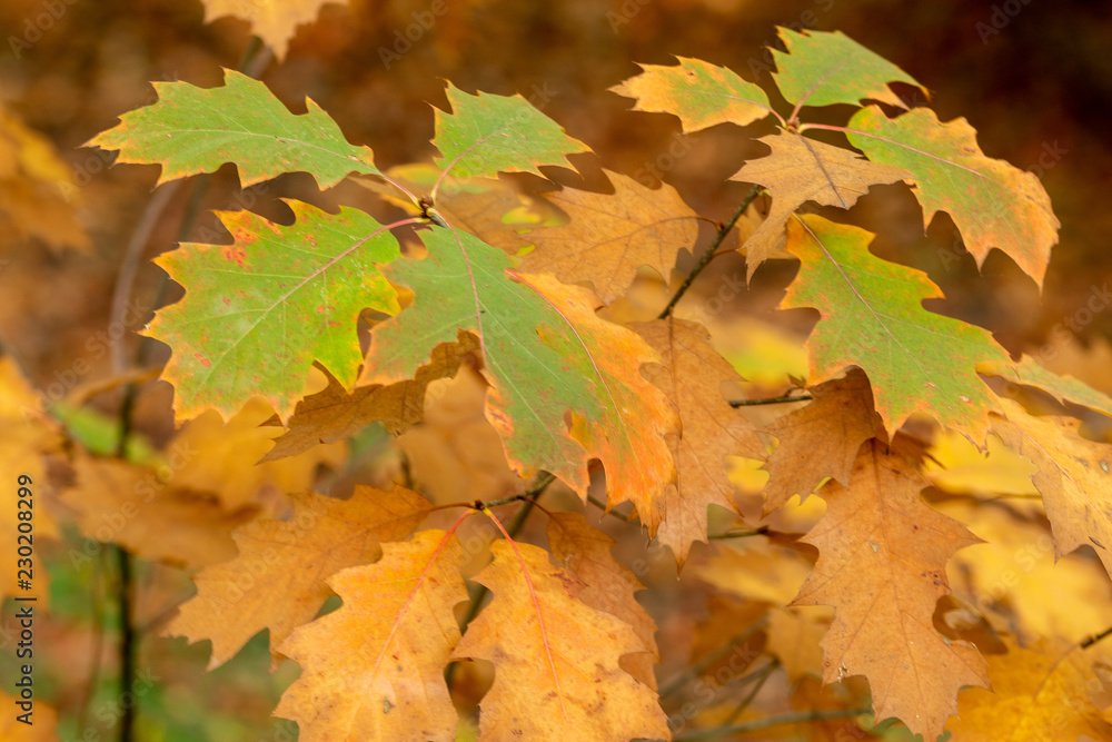 Fototapeta premium Zeist, Utrecht/The Netherlands - October 21 2018: Forest leaves in autumn colors