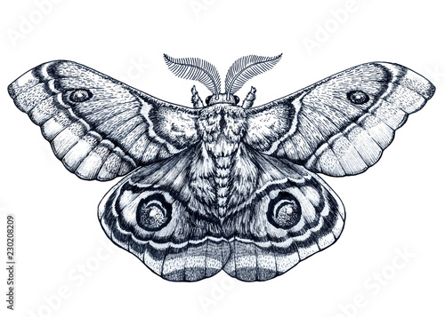 Butterfly tattoo art. Dotwork tattoo. Antherina suraka. Madagascar bullseye moth © natalypaint