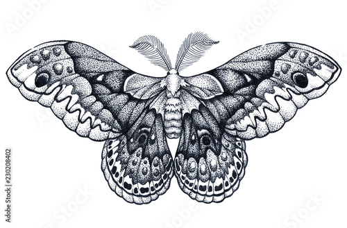 Butterfly tattoo art. Dotwork tattoo. Hyalophora cecropia. Cecropia moth. Symbol of freedom, nature, beauty, perfection