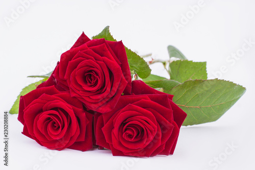 Three red roses on white background. Fresh bouquet of roses close up. Beauty of bloom.