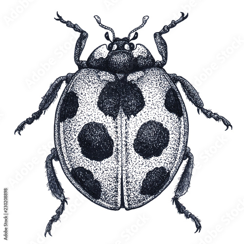 Ladybug tattoo art. Ladybird illustration. Lady beetle tattoo. Dot work tattoo. Ladybug symbol of luck