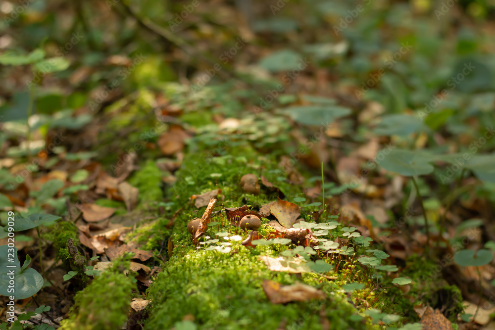 green moss on a tree green moss on a tree