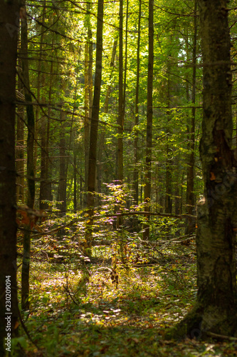 forest in autumn