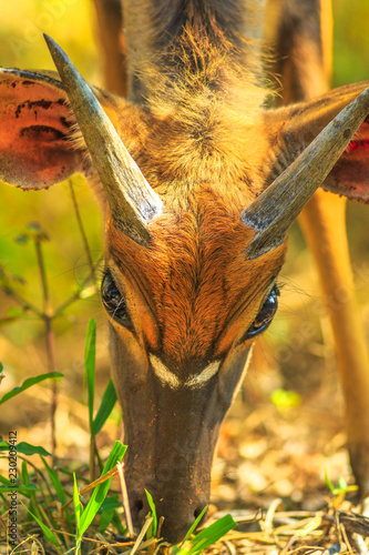 Details of young Nyala male, a species of antelope, eating in grassland, Tembe Elephant Park, South Africa. Game drive safari. Tragelaphus Angasii species. Front view. Vertical shot. photo