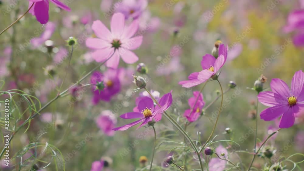 Sunlit Cosmos Flowers Blowing in the Wind with Nice Bokeh Sunlit Cosmos Flowers Blowing in the Wind with Nice Bokeh