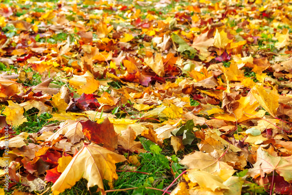 Maple leaves cover background in autumn Maple leaves cover background in autumn