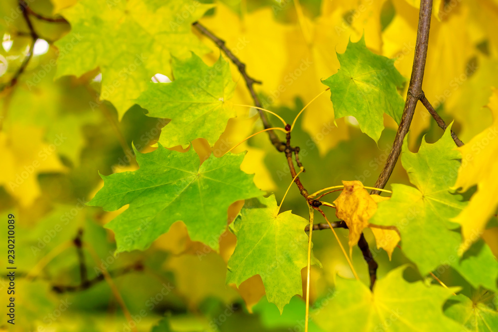 Obraz premium Maple leaves in autumn background