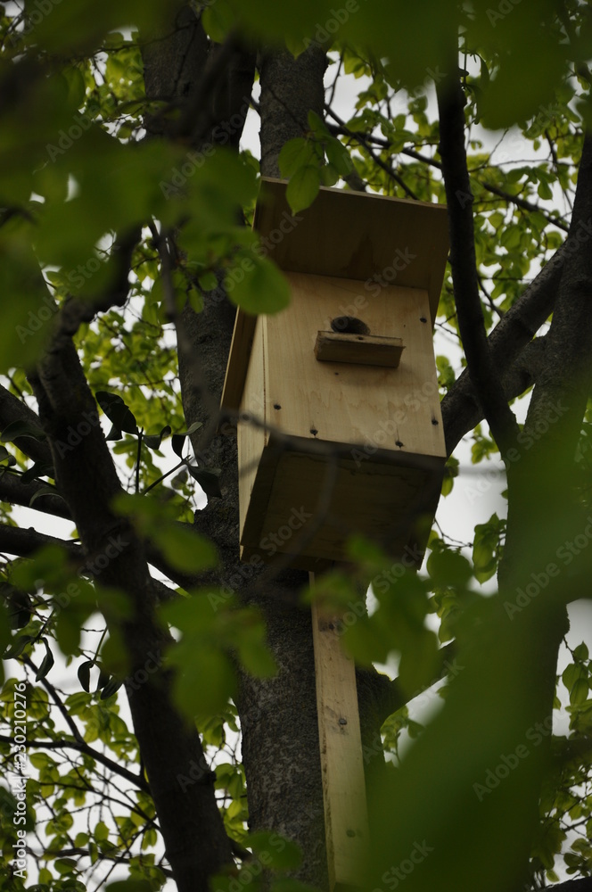 birdhouse on tree