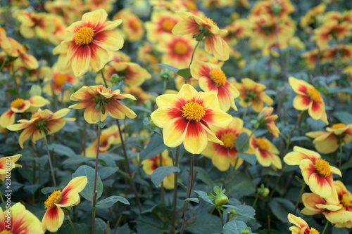 Fototapeta Naklejka Na Ścianę i Meble -  bunte pracht