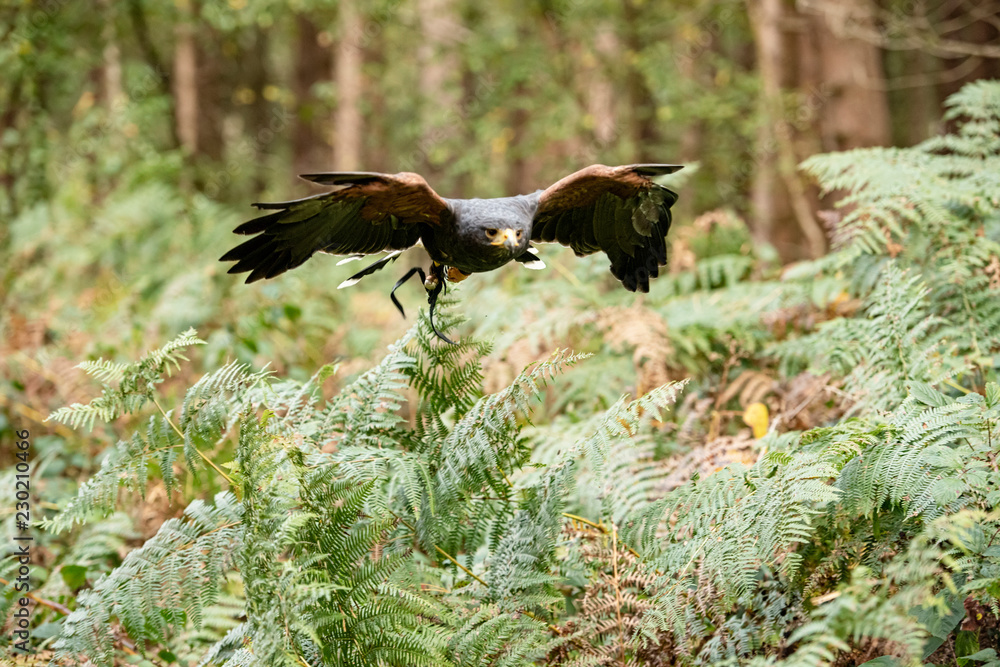 Fototapeta premium Harris Hawk in captivity