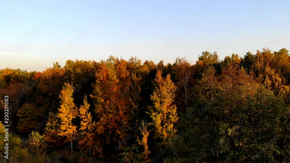 Flight over the autumn forest. Flight over the autumn forest.