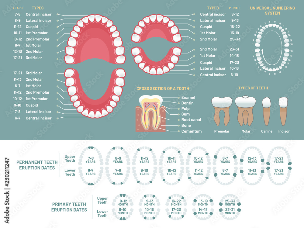 Tooth Repair Anatomical Chart -  Canada