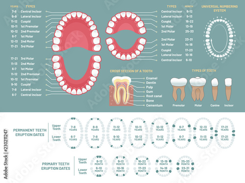 Tooth anatomy chart. Orthodontist human teeth loss diagram, dental scheme and orthodontics medical vector infographic