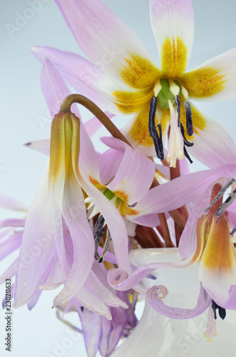 Fototapeta Naklejka Na Ścianę i Meble -  Erythronium dens-canis or The dog's-tooth-violet flowers