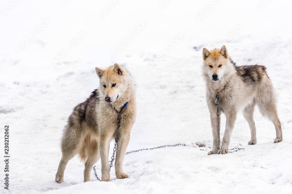 Two greenlandic arctic sledding dogs standing on alert in the snow, Sisimiut, Greenland