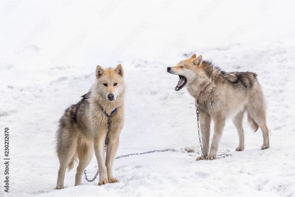 Two greenlandic Inuit sledding dogs standing on alert in the snow, Sisimiut, Greenland Two greenlandic Inuit sledding dogs standing on alert in the snow, Sisimiut, Greenland