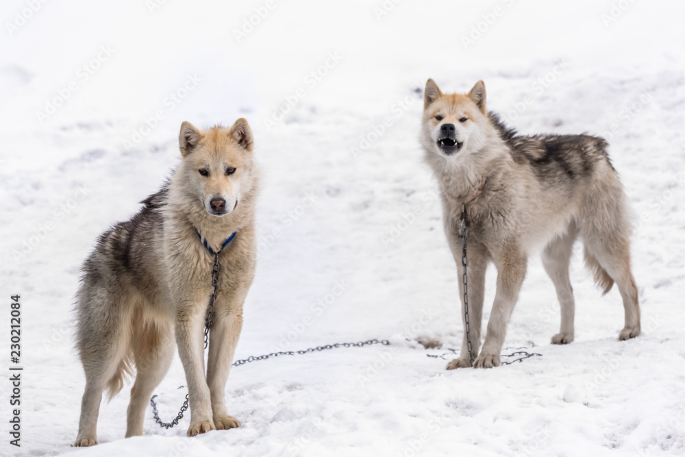 Two greenlandic Inuit sledding dogs standing on alert in the snow, Sisimiut, Greenland