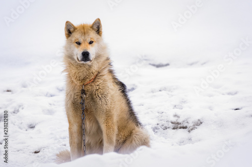 Photography Greenlandic polar sledding dog sitting on the chain in snow, Sisimiut, Greenland