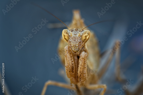 Ameles spallanzania, European dwarf mantis, is a species of praying mantis belonging to the genus Ameles