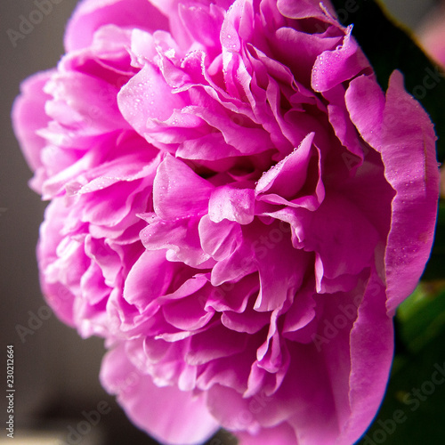Closeup of pink flower