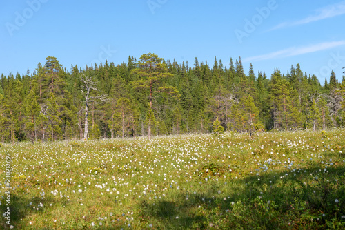 Forest swamp on Anzersky Island, Arkhangelsk Region, Russia photo