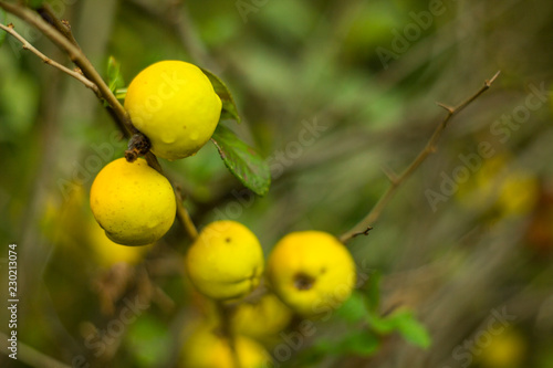 Quince fruit on the mole. Shrub with yellow quince fruits.