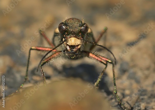 Tiger Beetle - Cicindela sylvicola  - ground beetle native to Europe © phototrip.cz