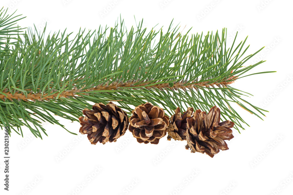 Fototapeta premium pine branch and cones on a white background