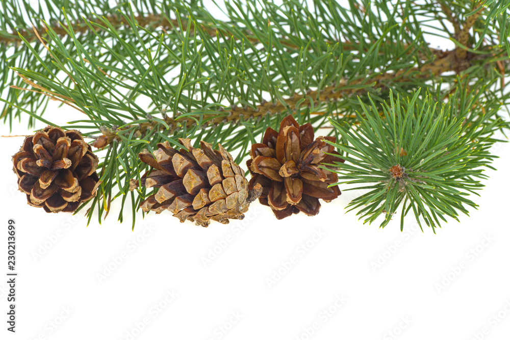 pine branch and cones on a white background pine branch and cones on a white background