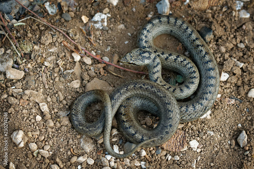 Smooth Snake - Coronella austriaca non-venomous colubrid species found in northern and central Europe photo