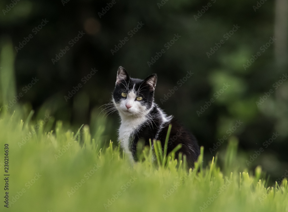 Katze im Grünen