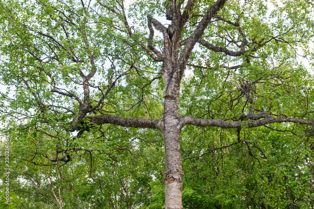 Fototapeta premium Birch in the shape of a cross on Mount Calvary on Anzersky Island, Solovki Islands, Arkhangelsk Region, Russia