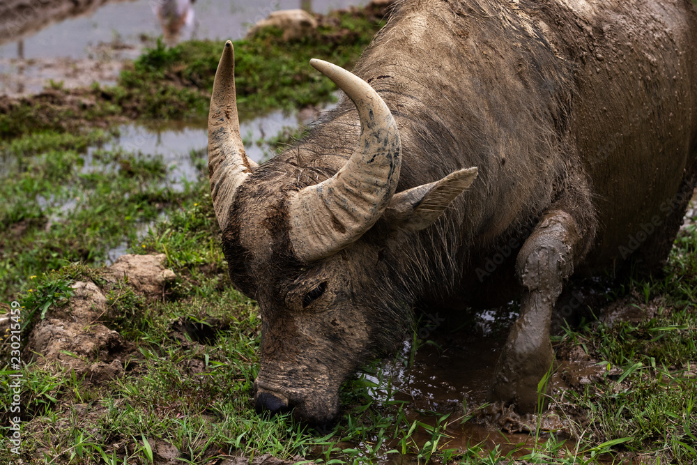 Obraz premium Water Buffalo in a rice field in Sa Pa , Vietnam
