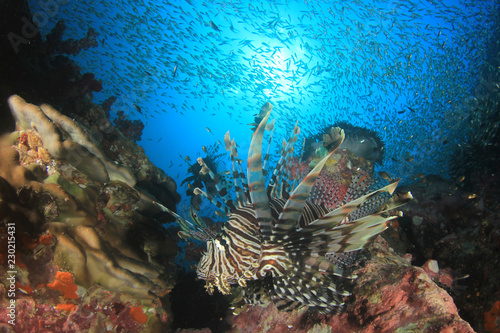 Lionfish fish on coral reef   