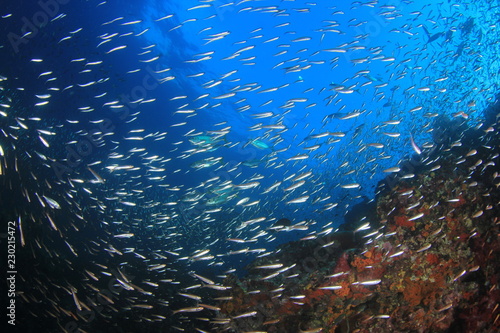 Mackerel fish hunting sardines underwater 