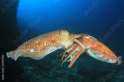 Photography Pharaoh Cuttlefish pair mating