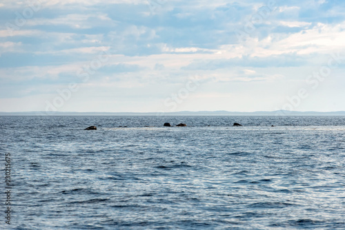 Anzer Island. Solovetsky Islands. White Sea Coast