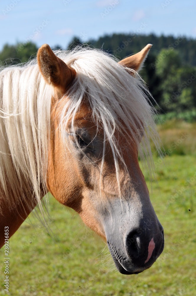 Obraz premium Haflinger