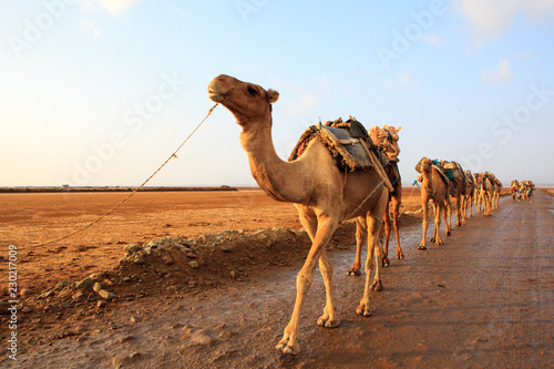 фотографія Caravan of camels walking across Danakil Depression at sunrise to get the salt a