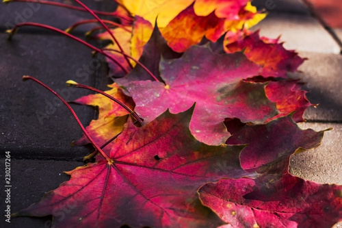 Maple leaves of different colors in the fall, background and texture.