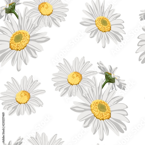 Seamless pattern with chamomile (camomile) flowers on white background. 