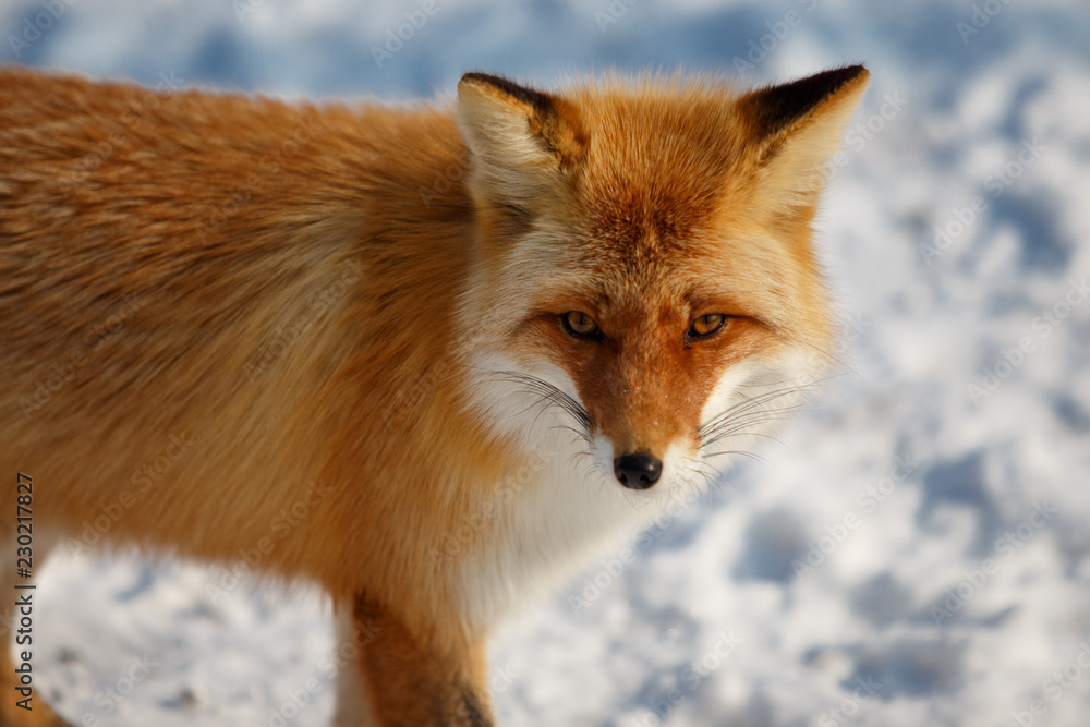 Fototapeta premium Red fox